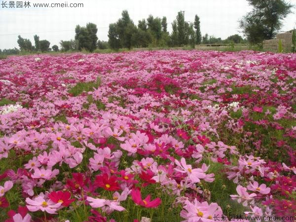 格桑花种子发芽出苗开花图片