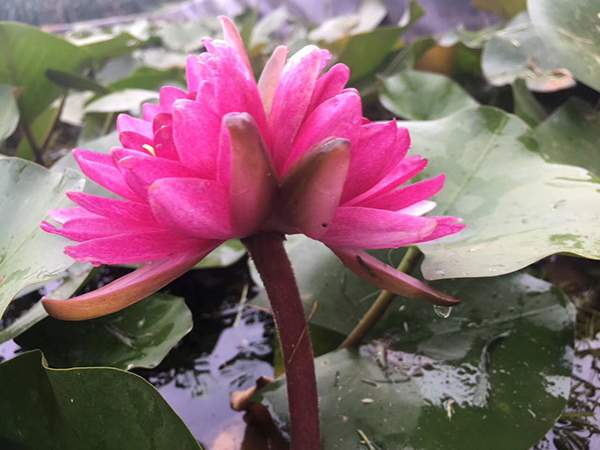 并蒂莲碗莲红花紫花