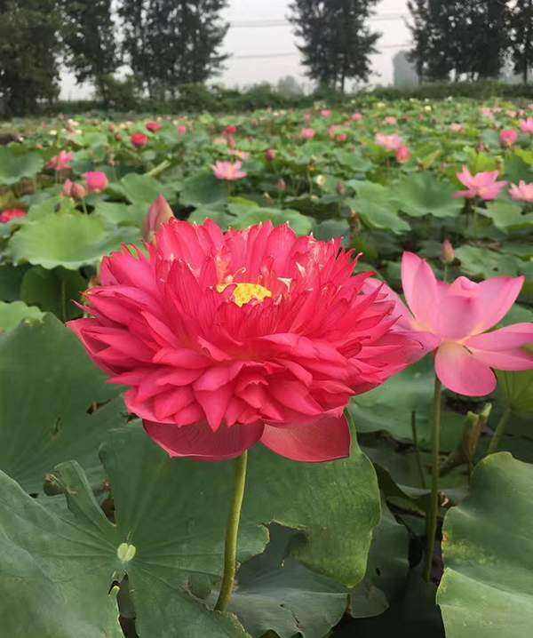 荷花种植基地实拍优质品种类