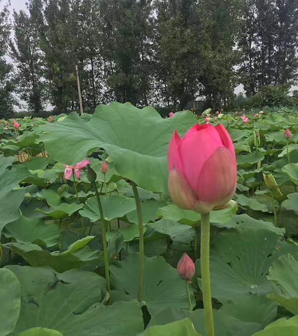 荷花种植基地实拍优质品种类