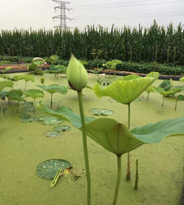 荷花种植基地实拍优质品种类