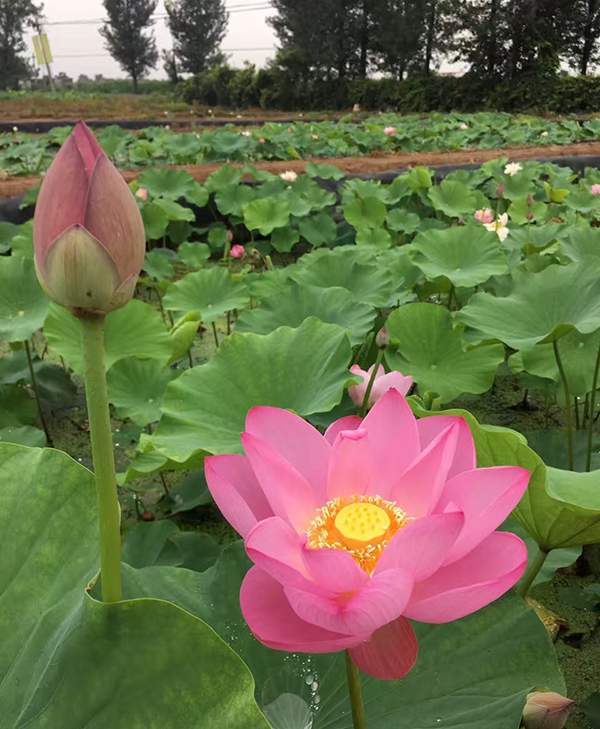 荷花种植基地实拍优质品种类