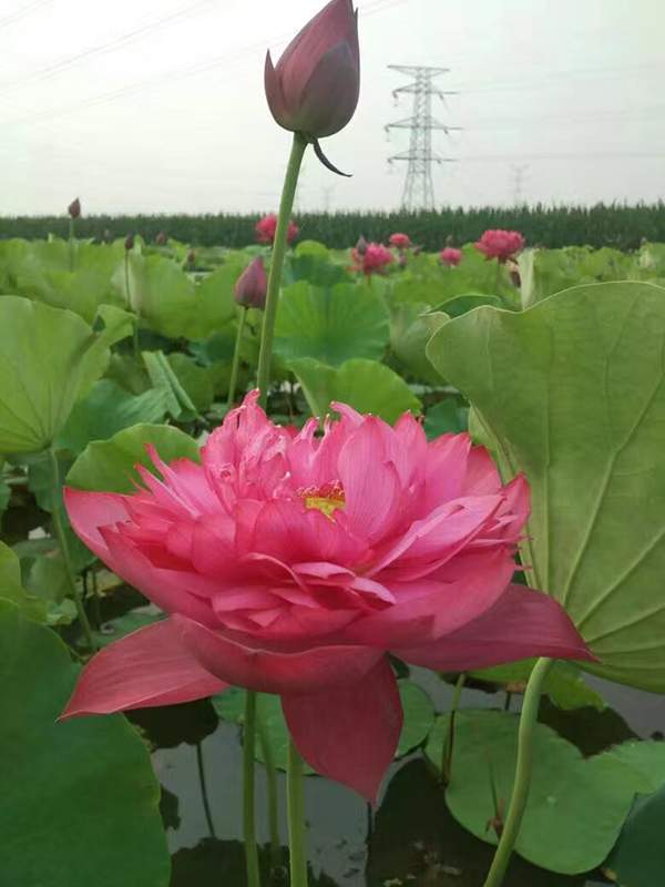 荷花种植基地实拍优质品种类