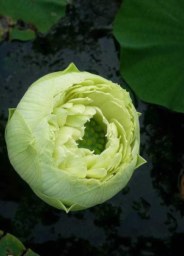 荷花种植基地实拍优质品种类