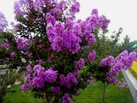 紫薇树