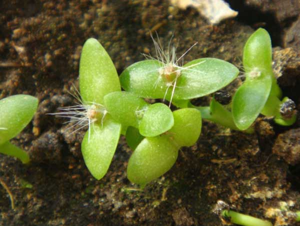 昙花种子发芽出苗图片