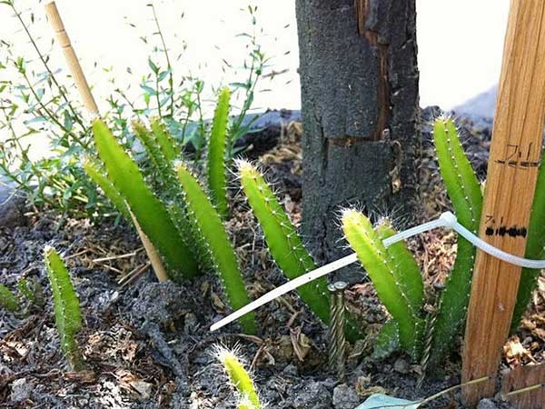 昙花种子发芽出苗图片