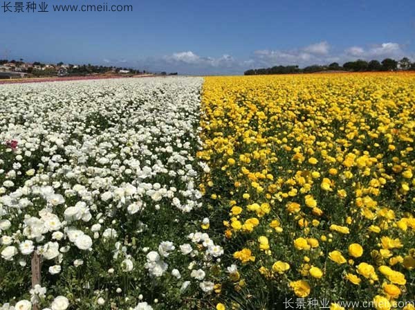 花毛莨开花图片