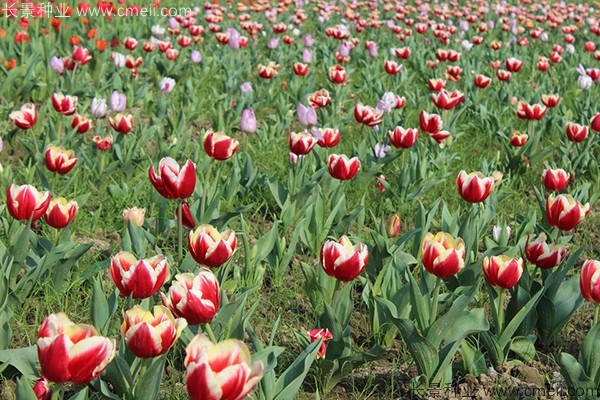 郁金香开花图片