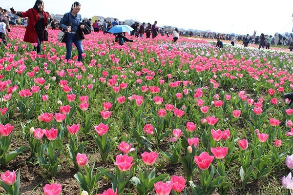 多年草花品种有哪些 花圃日记 江苏长景种业有限公司