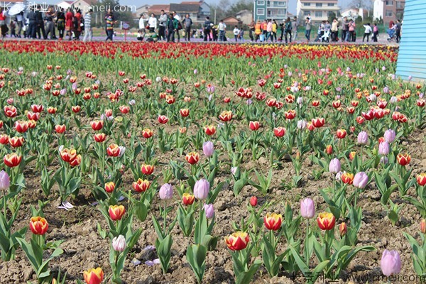 郁金香开花图片