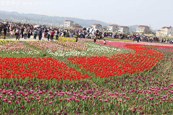 郁金香开花图片