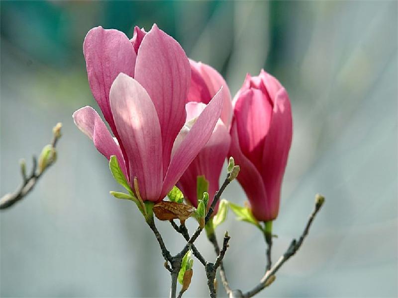 紫玉兰花期是什么时候? 紫玉兰花期是什么时候?