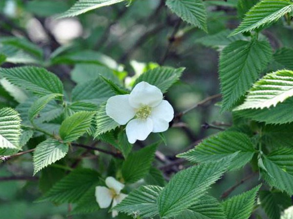 白花棣棠图片