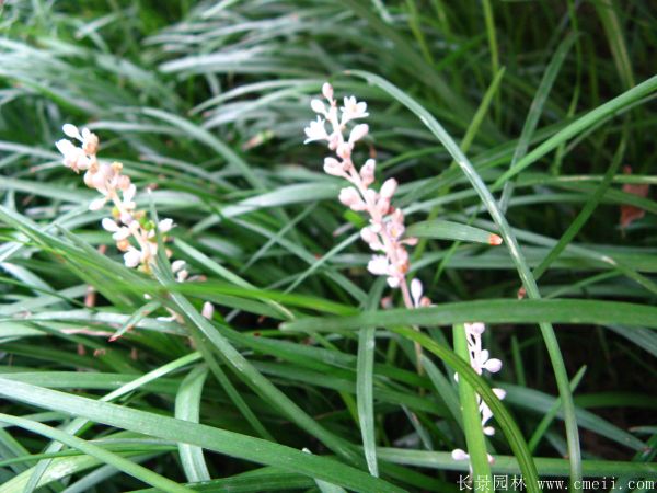 细叶麦冬 细叶麦冬