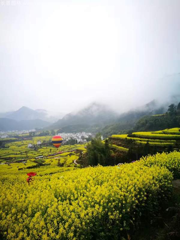 黄色花海油菜花田景观乡村旅游