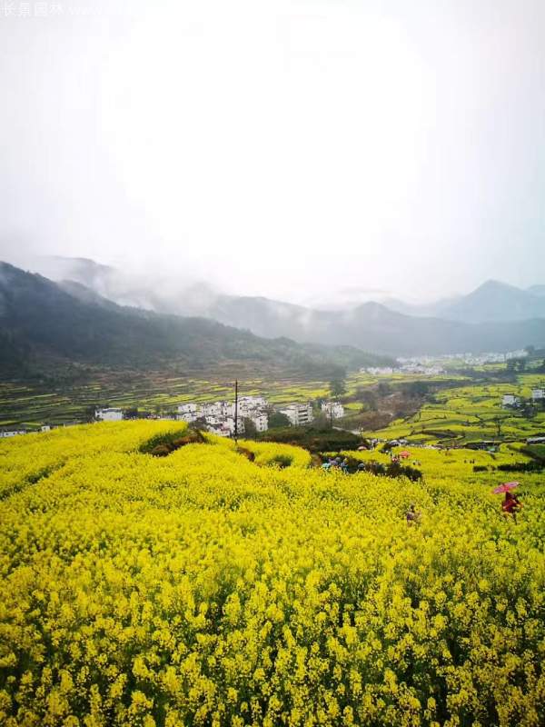 黄色花海油菜花田景观乡村旅游