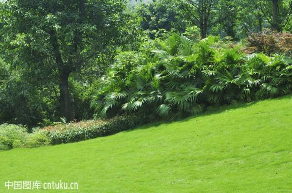 花园草坪庭院家庭别墅私家园林绿化草坪草