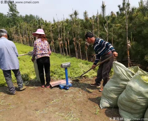 佛甲草起苗挖苗现场实拍图片