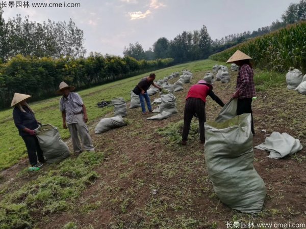 佛甲草起苗挖苗现场实拍图片