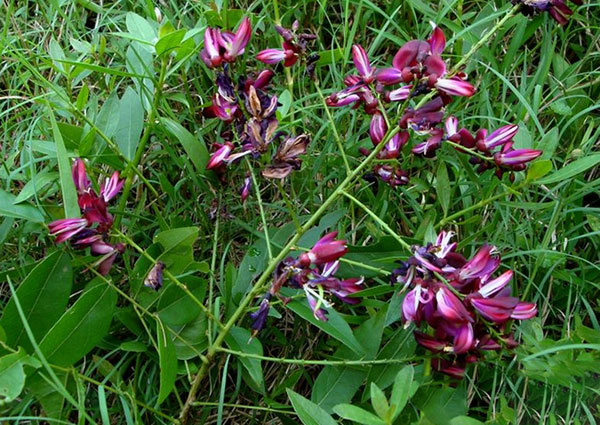 红花紫藤树苗开花红色 红花紫藤树苗开花红色