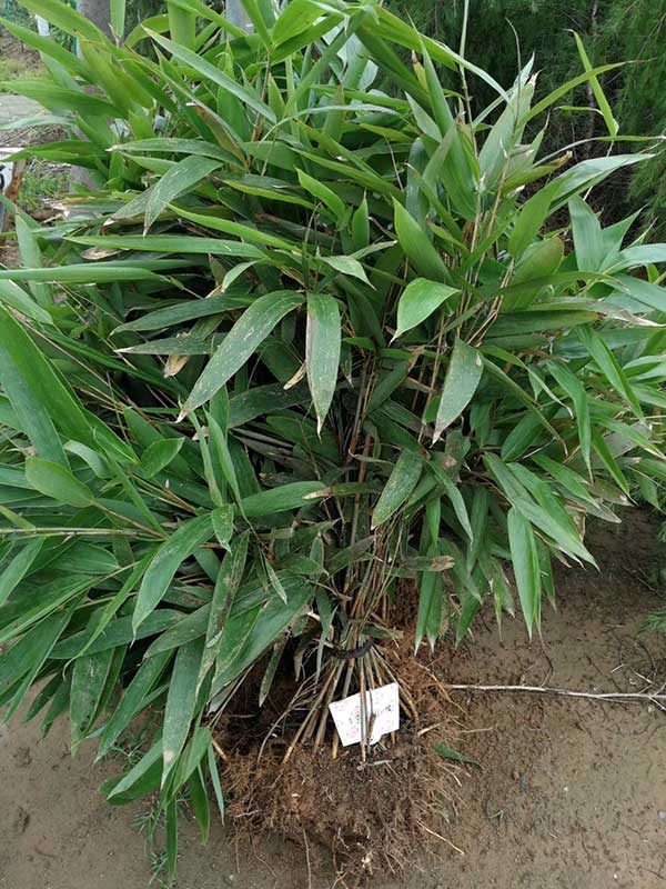 箬竹苗竹子园林植物