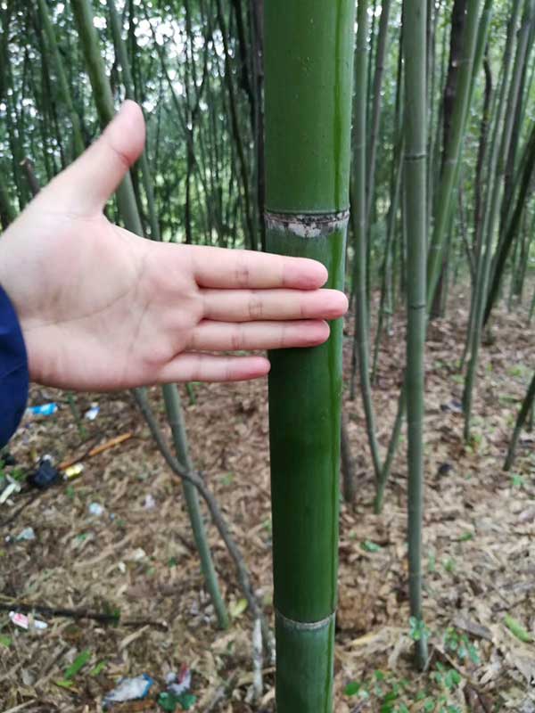 园林绿化竹子竹苗