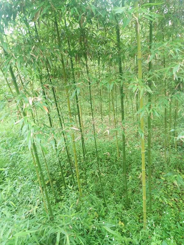 四季常绿竹子竹苗