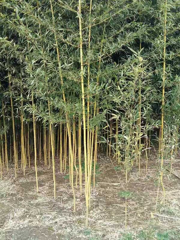 黄槽竹竹苗