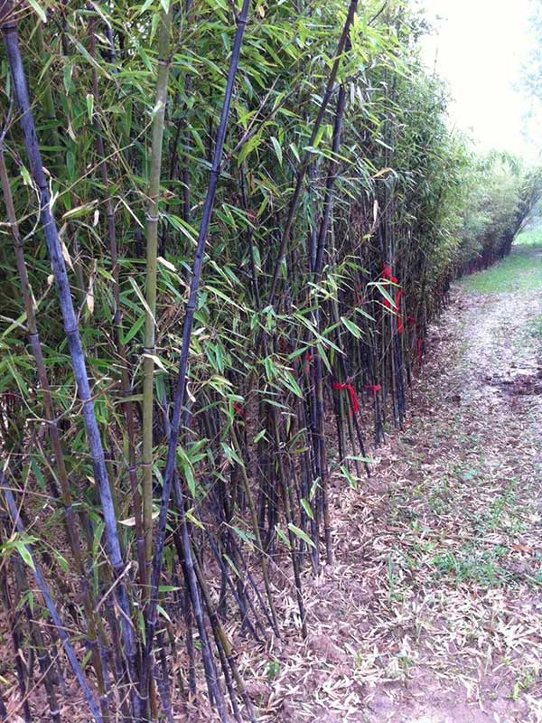 紫竹苗园林植物竹子