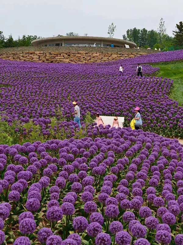 大花葱开花花海景观