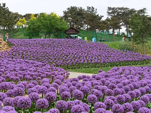 大花葱开花花海景观