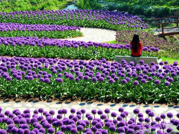 大花葱开花花海景观