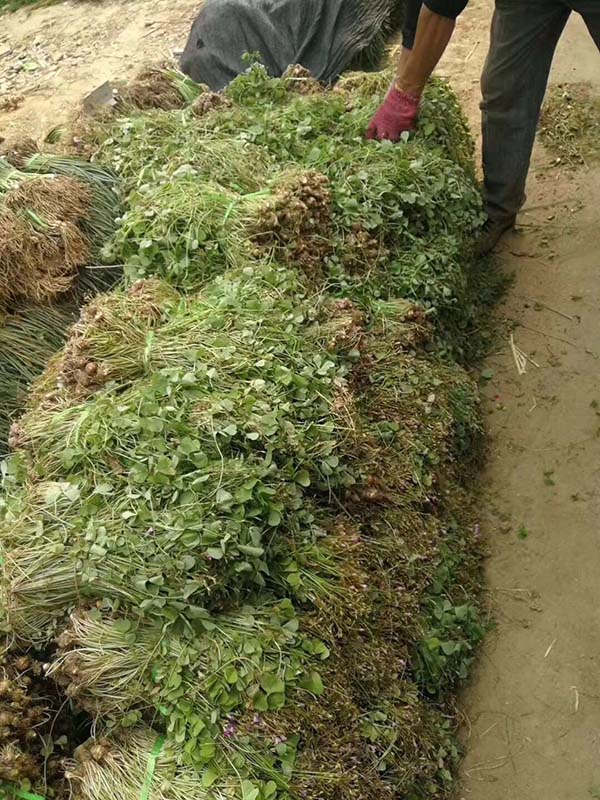 红花草种球图片基地实拍