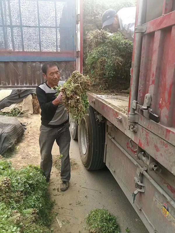 红花草种球图片基地实拍