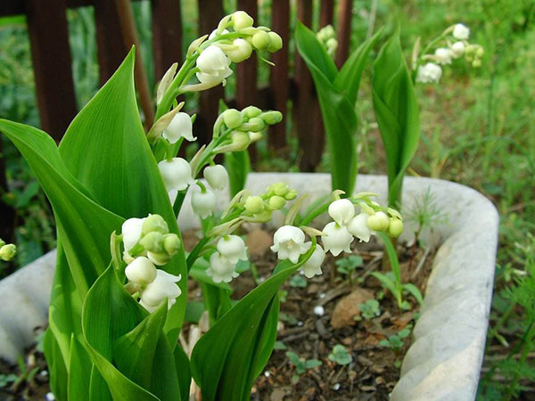 花卉植物铃兰