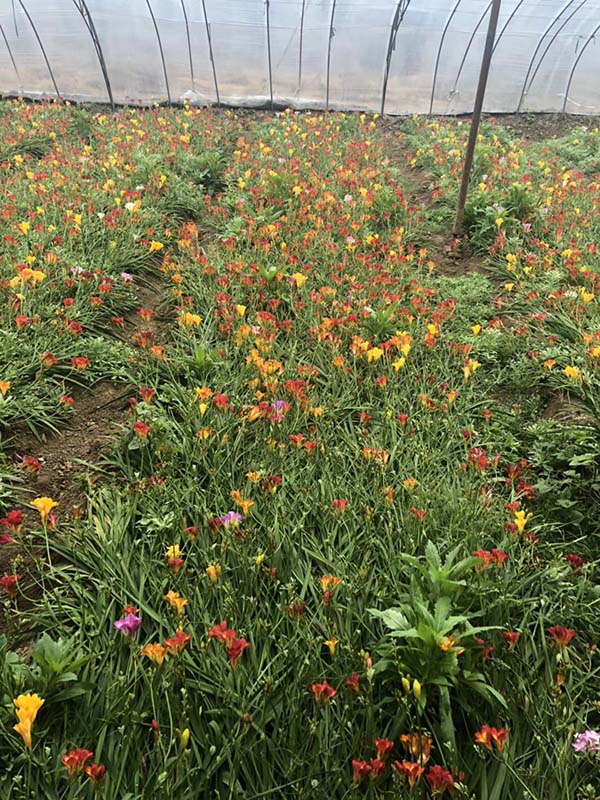 花卉植物香雪兰