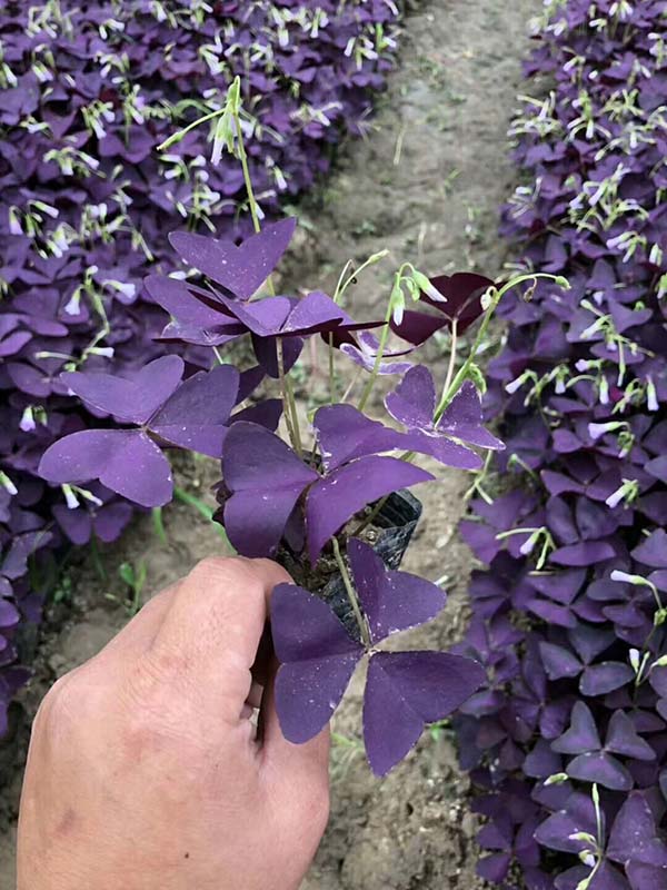 紫叶草紫叶炸酱草种苗种根种球