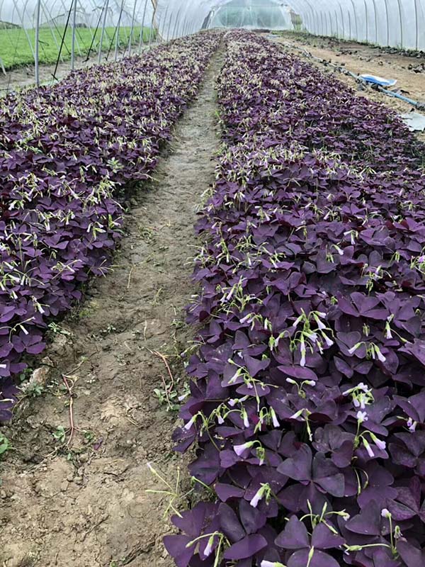 紫叶草紫叶炸酱草种苗种根种球