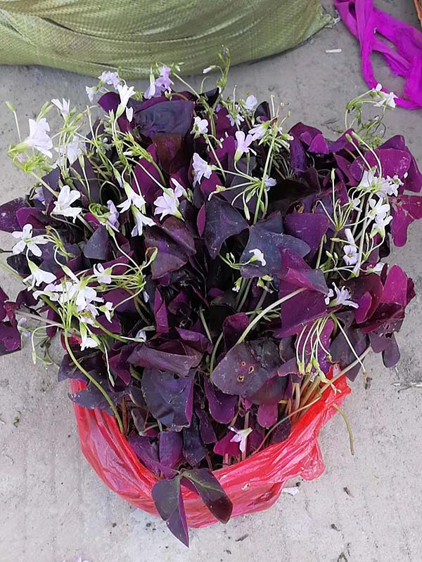 紫叶草紫叶炸酱草种苗种根种球