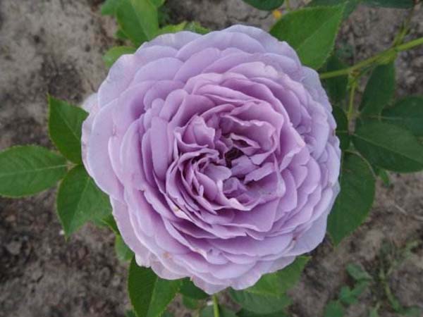 蓝色月季花 蓝色月季花