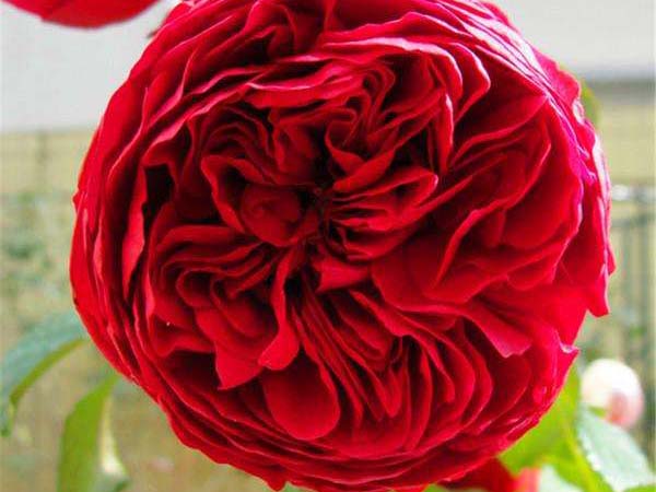 红色龙沙宝石月季花苗 红色龙沙宝石月季花苗