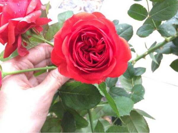 红苹果月季花苗 红苹果月季花苗