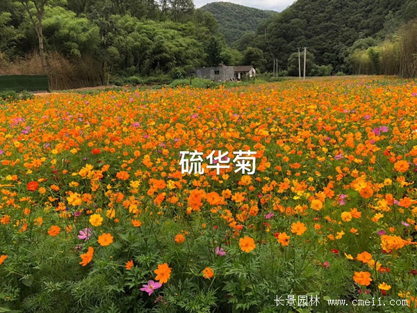 硫华菊