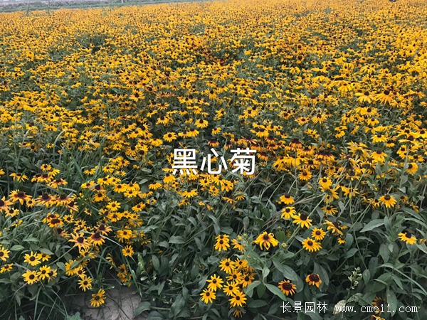 黑心菊