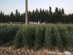 辽西地区适合种植什么牧草 抗寒性强的品种