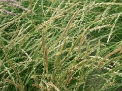 禾本科牧草的株丛形状有哪些类型 哪种产量高