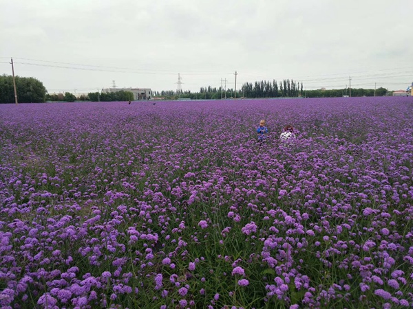 柳叶马鞭草