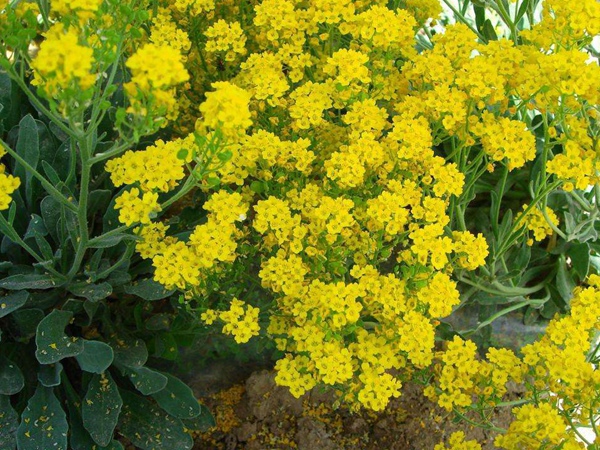 多年生草本植物岩生庭芥 它的种子几月播种 花海建设 江苏长景种业有限公司