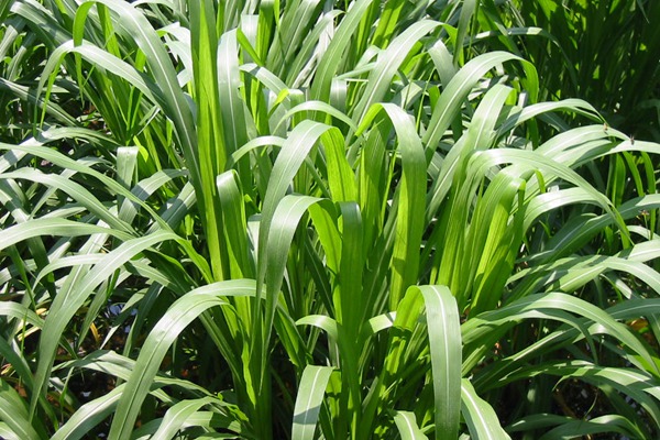 400亩牧草可养牛多少头 400亩牧草可养牛多少头